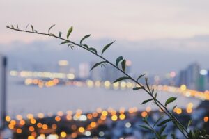 フィリピン留学でホームステイをするメリット・デメリットを紹介