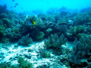 フィリピンのおすすめダイビングスポット10選｜ベストシーズンやおすすめの方法と合わせてご紹介