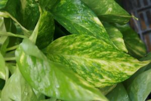 フィリピンに雨季はある？地域ごとの気候や旅行・留学にベストなシーズンを紹介